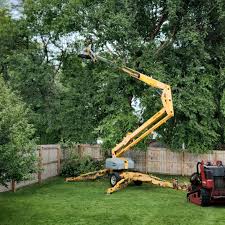 Trusted Aberdeen, MD Tree Care Experts
