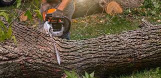 How Our Tree Care Process Works  in  Aberdeen, MD