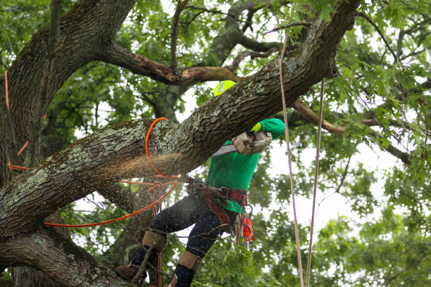 How Our Tree Care Process Works  in  Aberdeen, MD