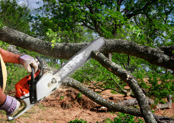 Reliable Aberdeen, MD Tree Care Solutions